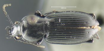 Media type: image;   Entomology 33039 Aspect: habitus dorsal view